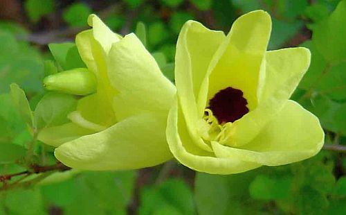 Bauhinia tomentosa yellow Bauhinia seeds