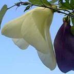 Bauhinia tomentosa Albero di orchidea gialla semi