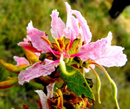 Bauhinia urbaniana Pink Bauhinia seeds