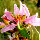 Bauhinia urbaniana Rosafarbene Bauhinia Samen