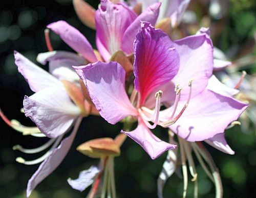 Bauhinia variegata purple orchid tree seeds