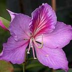 Bauhinia variegata ﻿Баухиния пестрая  cемян