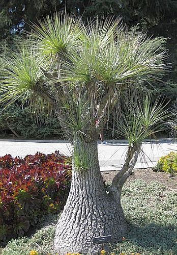 Beaucarnea gracilis pony tail palm seeds