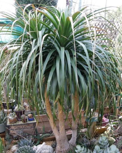 Beaucarnea guatemalensis Red Ponytail seeds