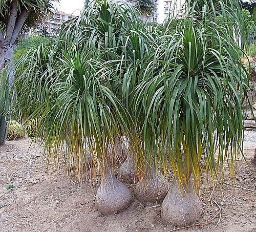 Beaucarnea recurvata Ponytail Palm 10 seeds Nolina recurvata