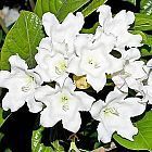 Beaumontia grandiflora  Bougainvillea Glabra Blanc graines