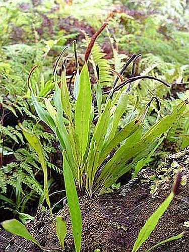 Belvisia mucronata needle fern - tailed fern seeds