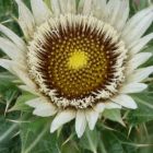 Berkheya cirsiifolia Berkheya Samen