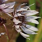 Berkheya purpurea