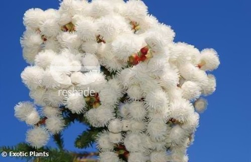 Berzelia abrotanoides redleg buttonbush seeds