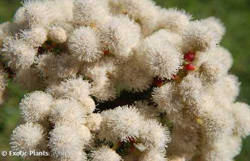 Berzelia abrotanoides redleg buttonbush seeds