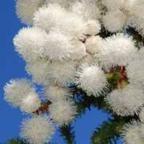 Berzelia abrotanoides, redleg buttonbush seeds