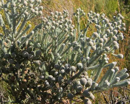 Berzelia burchellii Burchell Berzelia seeds