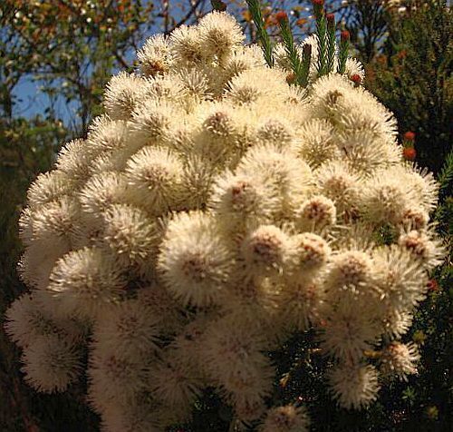 Berzelia intermedia Berzelia seeds