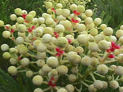 Berzelia languinosa Berzelia seeds