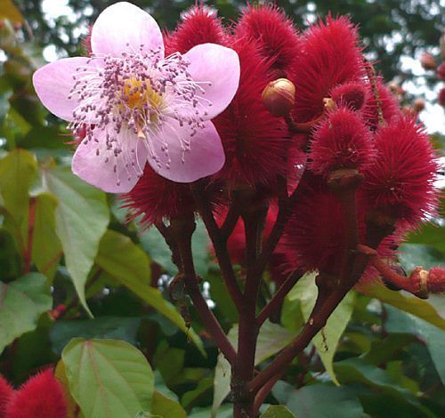 Bixa orellana Annatto - lipstick tree seeds