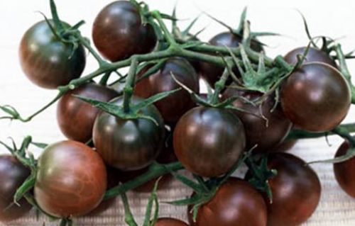 Black Cherry Tomato heirloom tomato seeds