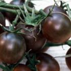 Black Cherry Tomato  cемян