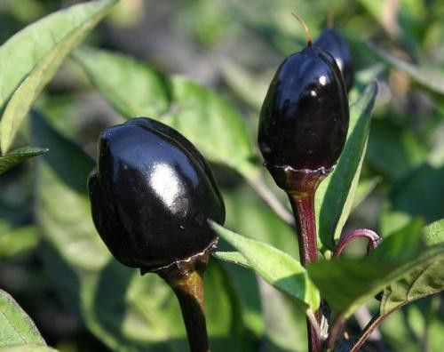 Black Olive Chili Capsicum annuum Black Olive Hot Pepper seeds