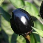 Black Olive Chili Capsicum annuum Black Olive Piment graines