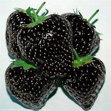 Black strawberry Black strawberry seeds