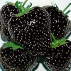 Black strawberry  semi