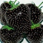 Black strawberry  cемян