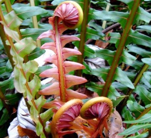 Blechnum brasiliense Brazilian dwarf tree fern seeds