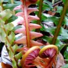 Blechnum brasiliense  semi