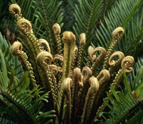 Blechnum cycadifolium Tree fern seeds