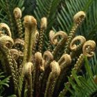 Blechnum cycadifolium Foug?re arborescente graines