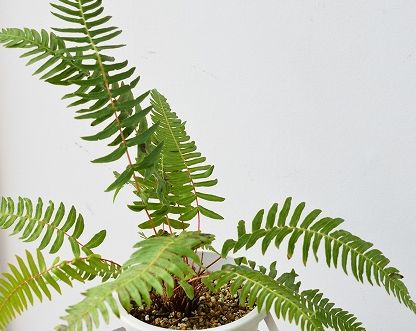 Blechnum falciforme Fern seeds