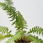 Blechnum falciforme Farn Samen