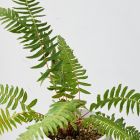 Blechnum falciforme Farn Samen