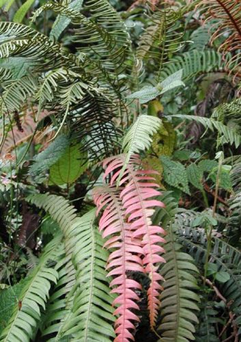 Blechnum fragile Fragile Midsorus Fern seeds