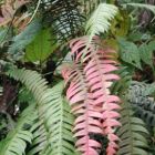 Blechnum fragile Foug?re ?piphyte graines