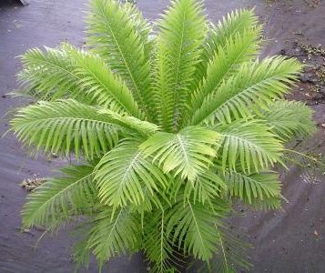 Blechnum gibbum Dwarf tree fern - Silver Lady seeds