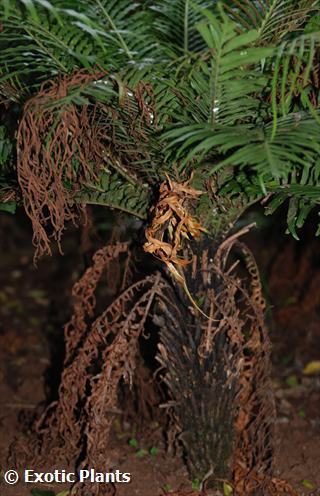 Blechnum gibbum Dwarf tree fern - Silver Lady seeds