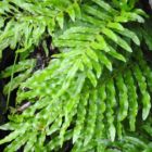 Blechnum minus  semi