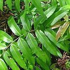 Blechnum orientale Blecno o Helecho fuerte semillas