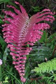 Blechnum sp. Pink Panama Pink fern seeds