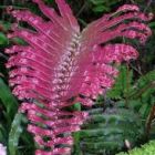 Blechnum sp. Pink Panama Pinkfarbener Farn Samen