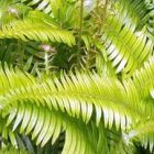 Blechnum stipitatum Farn Samen