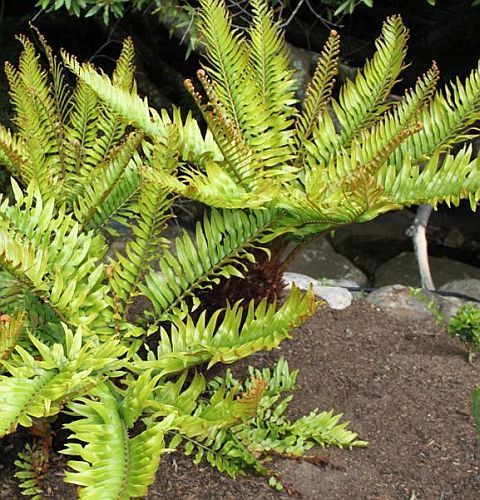 Blechnum tabulare mountain Blechnum seeds