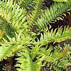 Blechnum tabulare Berg Blechnum Samen