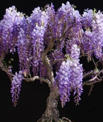 Bolusanthus speciosus Tree Wisteria seeds