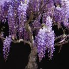 Bolusanthus speciosus Arbre Wisteria graines