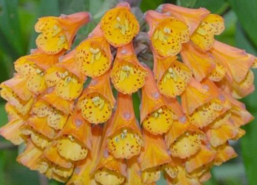 Bomarea multiflora Vine Alstroemeria - Trailing Lily - Climbing Alstroemeria seeds