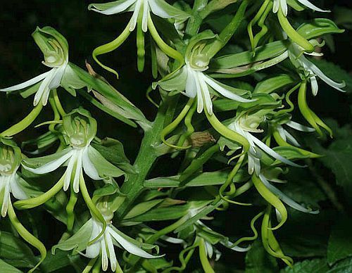 Sementes de orquídea de madeira verde Bonatea speciosa