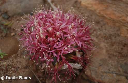 Boophane disticha century plant - sore-eye flower seeds